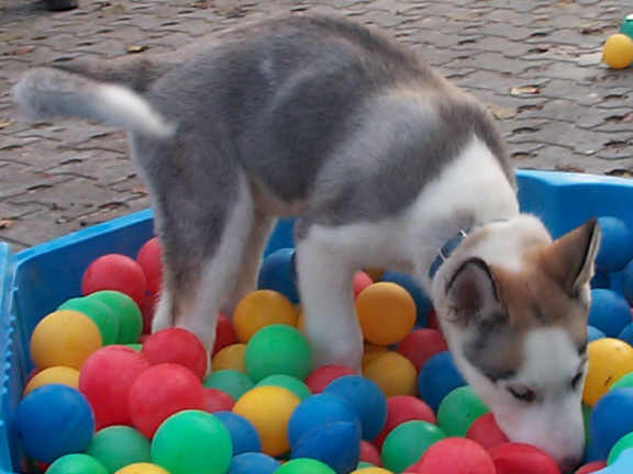 Der Siberian Husky