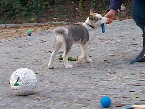 Der Siberian Husky