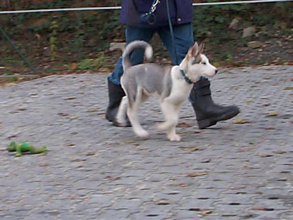Der Siberian Husky