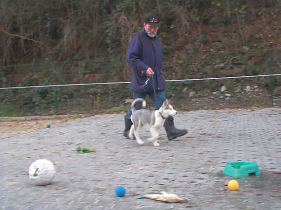 Der Siberian Husky
