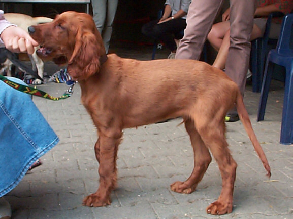Der Irish Setter