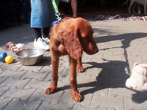 Der Irish Setter
