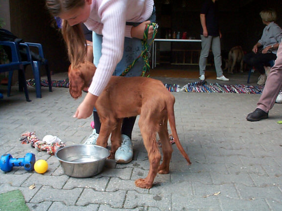 Der Irish Setter