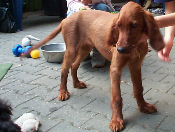 Der Irish Setter