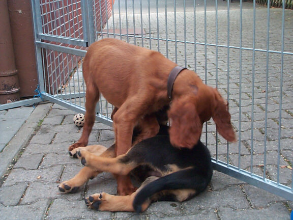 Der Irish Setter