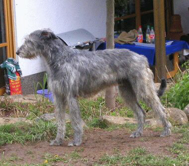 Der Irish Wolfshound