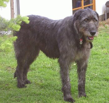 Der Irish Wolfshound