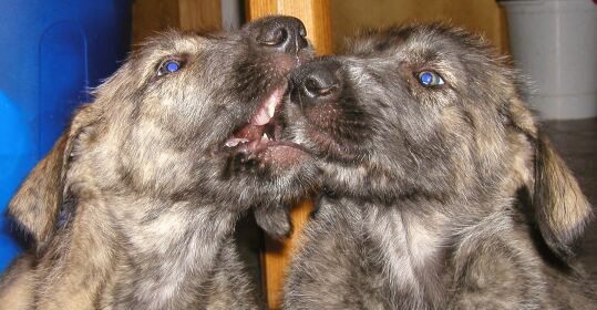 Der Irish Wolfshound