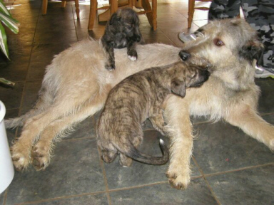 Der Irish Wolfshound