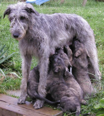 Der Irish Wolfshound