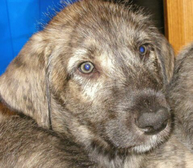 Der Irish Wolfshound