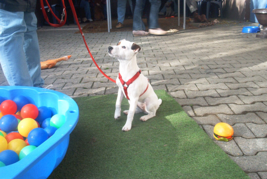 Jack Russel
