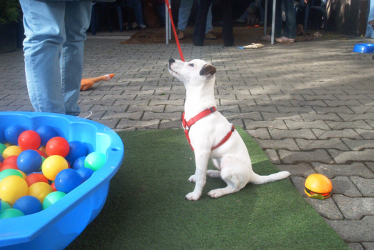 Jack Russel