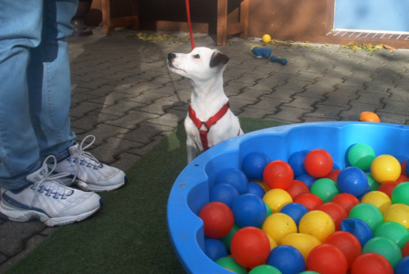Jack Russel