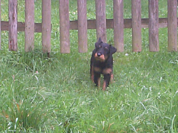 Der Deutsche Jagdterrier