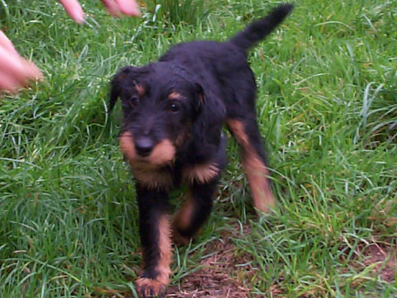 Der Deutsche Jagdterrier