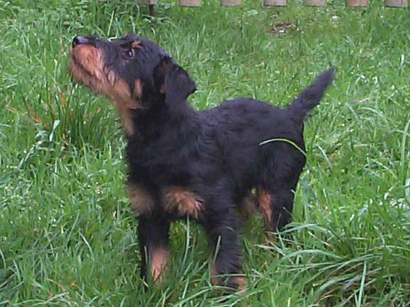 Der Deutsche Jagdterrier