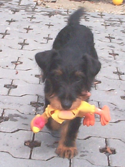 Der Deutsche Jagdterrier