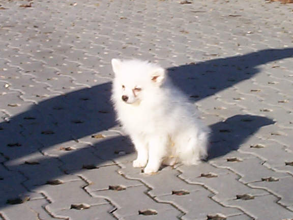 Der Japanische Spitz