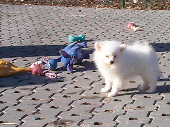 Der Japanische Spitz
