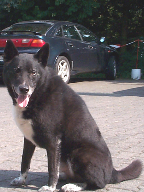Der Karelische B�renhund
