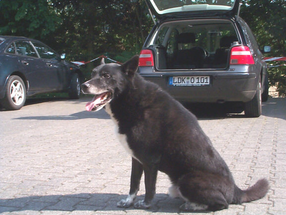 Der Karelische B�renhund