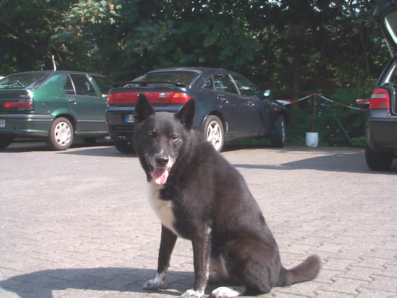 Der Karelische B�renhund
