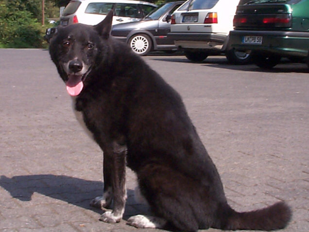 Der Karelische B�renhund