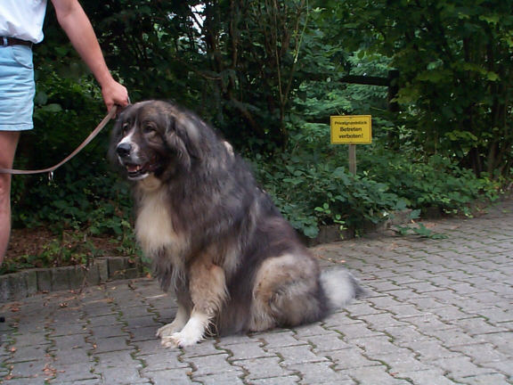 Der Kaukasische Owtscharka