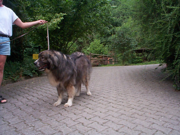Der Kaukasische Owtscharka
