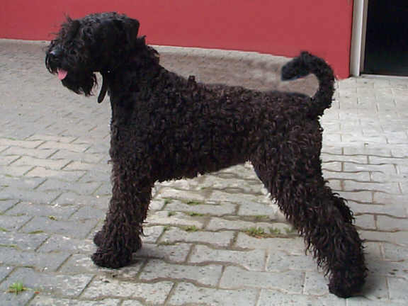 Der Kerry Blue Terrier