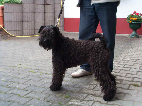 Der Kerry Blue Terrier