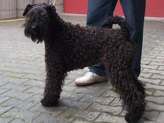 Der Kerry Blue Terrier