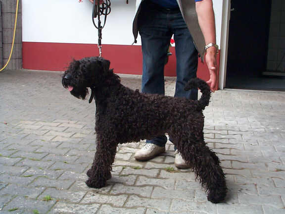 Der Kerry Blue Terrier