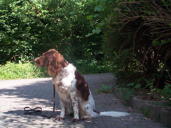 Der Kleine M�nsterl�nder