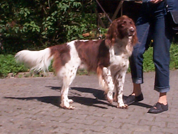Der Kleine M�nsterl�nder