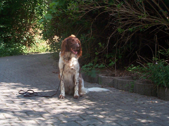 Der Kleine M�nsterl�nder