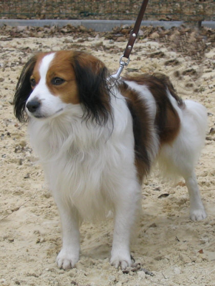 Das Kooikerhondje
