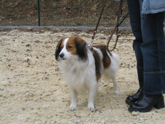 Das Kooikerhondje