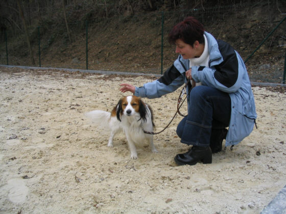 Das Kooikerhondje