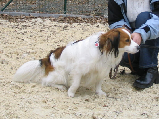 Das Kooikerhondje