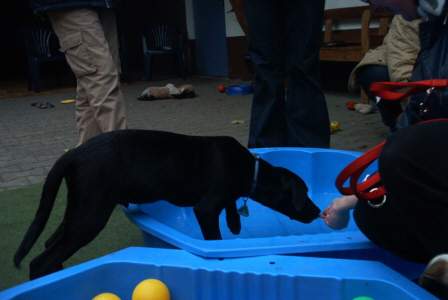 Labrador Retriever