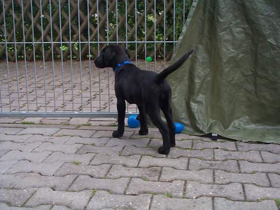 Labrador Retriever
