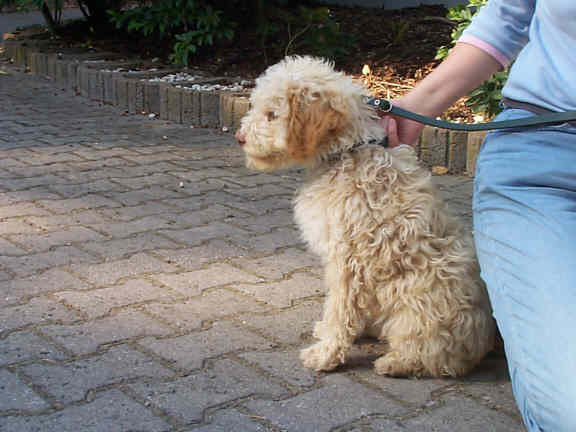 Der Lagotto Romagnolo