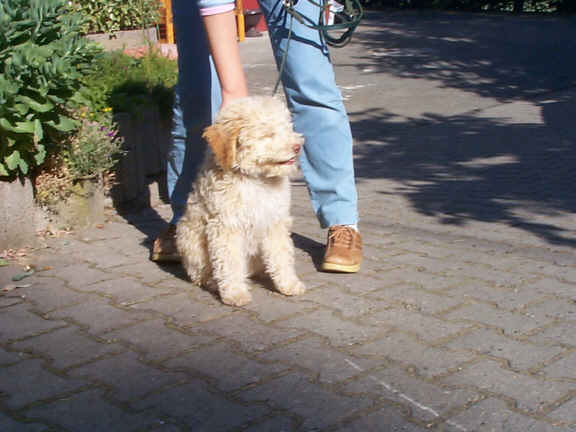Der Lagotto Romagnolo