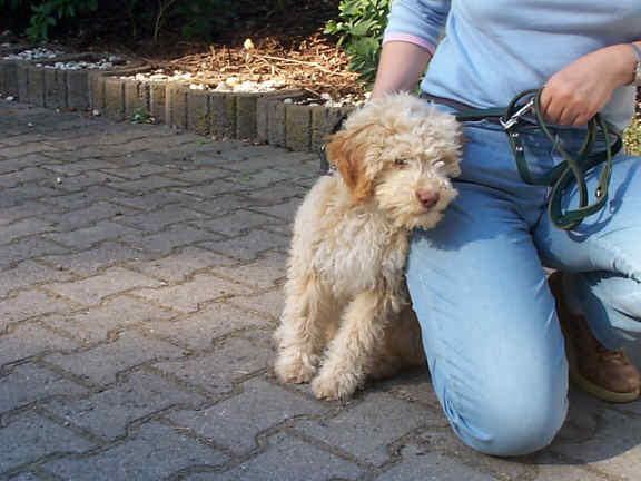 Der Lagotto Romagnolo