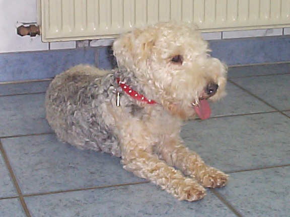 Der Lakeland Terrier