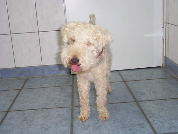 Der Lakeland Terrier