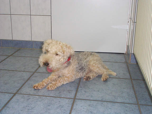 Der Lakeland Terrier