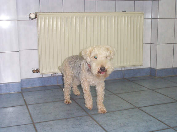 Der Lakeland Terrier